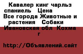 Кавалер кинг чарльз спаниель › Цена ­ 40 000 - Все города Животные и растения » Собаки   . Ивановская обл.,Кохма г.